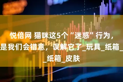 悦倍网 猫咪这5个“迷惑”行为，原来是我们会错意，误解它了_玩具_纸箱_皮肤